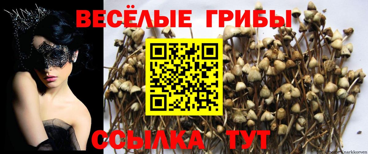 Псилоцибиновые грибы Psilocybe Уварово